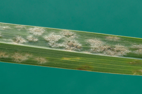 phyt_Blumeria dactylidis auf Dactylis glomerata1.jpg
