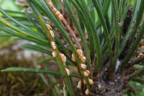 phyt_Coleosporium tussilaginis s. l. Pinus mugo.jpg