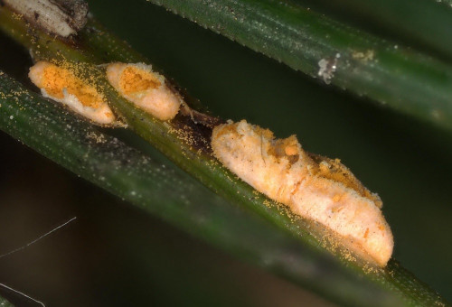 phyt_Coleosporium_tussilaginis_sl_Pinus_mugo.jpg