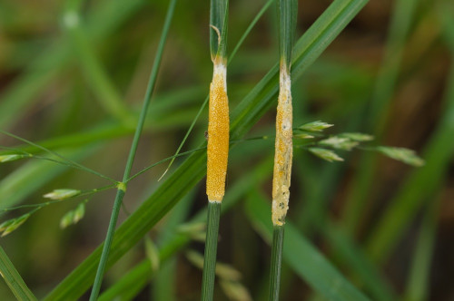 phyt_Epichloe poae auf Poa nemoralis.jpg