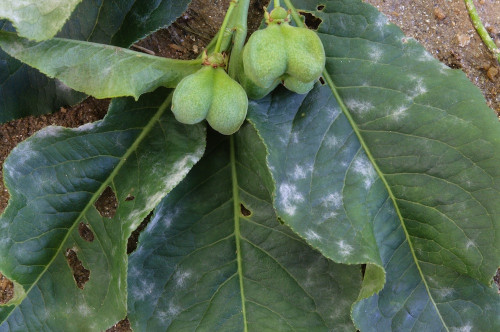 phyt_Erysiphe euonymi auf Euonymus europaeus.jpg