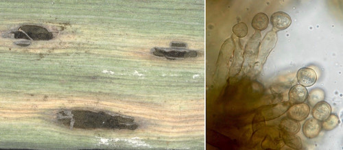 phyt_Hadrotrichum_phragmitis.jpg