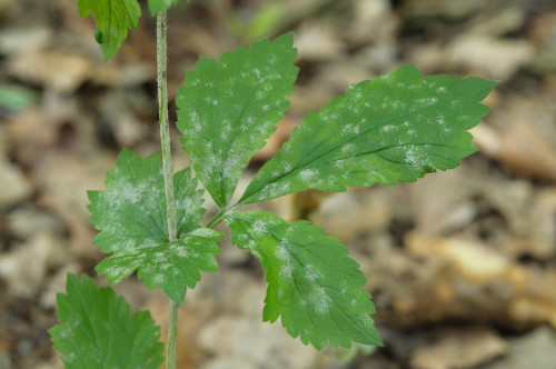 phyt_Podosphaera aphanus auf Geum urbanum1.jpg