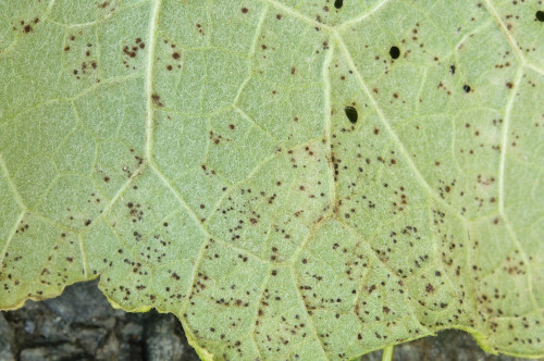phyt_Puccinia bardanae auf Arcticum lappa.jpg