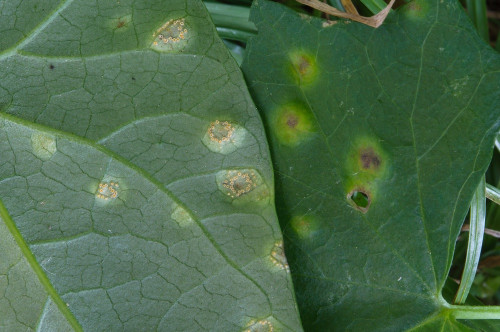 phyt_Puccinia convolvuli auf Convolvulus arvensis.jpg
