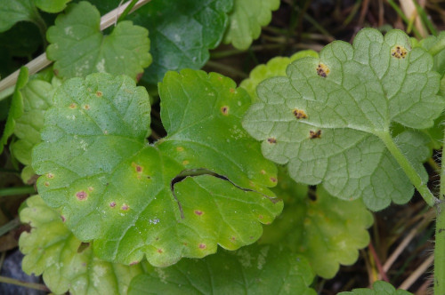 phyt_Puccinia glechomatis auf Glehcoma hederacea.jpg