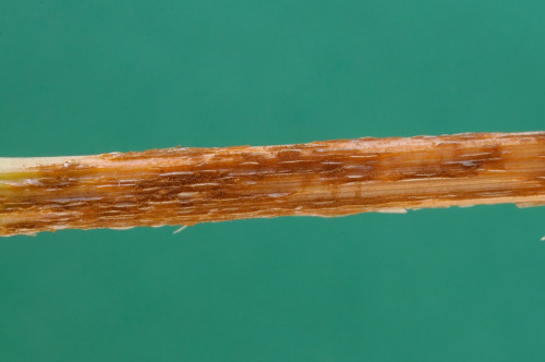 phyt_Puccinia graminis auf Dactylis glomerata.jpg