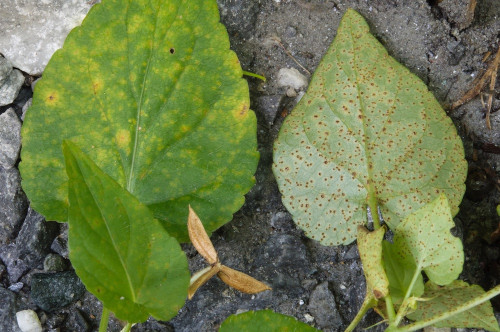 phyt_Puccinia violae auf Viola sp..jpg