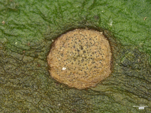phyt_Rhabdospora_visci.jpg