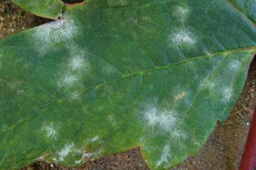 phyt_Sawadaea bicornis auf Acer pseudoplatanus.jpg