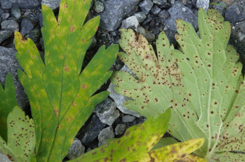 phyt_Uromyces geranii auf Geranium sp.jpg