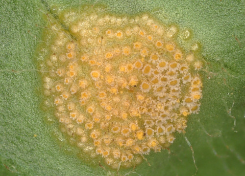 phyt_Uromyces_veratri_Homogyne_alpina.jpg