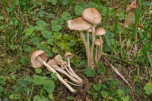 ag_Marasmius_collinus.jpg