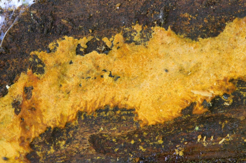 co_Cryustoderma_dryinum.jpg