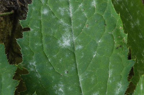 phy_Golovinomyces_montagnei_Cirsium_oleraceum.jpg