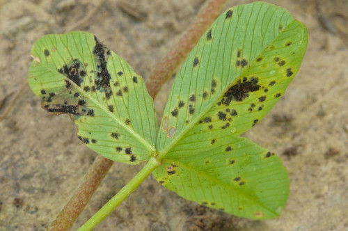 phy_Polythrincium_trifolii.jpg