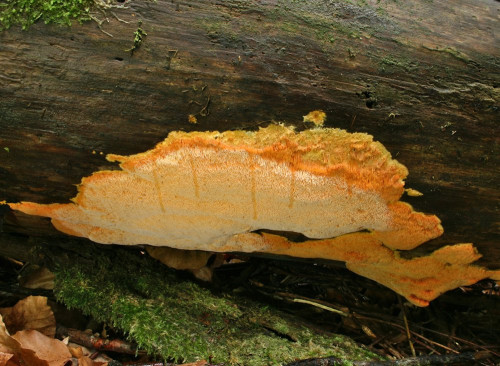 Auriporia_aurulenta_31_Dbw.JPG