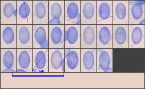 seq1975.pixi.jpg
