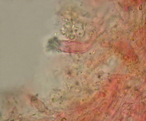 Auriporia Lamprozystide.jpg