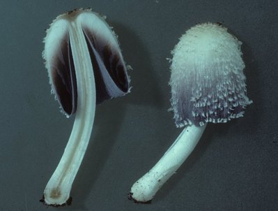 Coprinopsis_spelaiophila_H1069.4_Maissau_1985-06-06_Kopie.jpg (102.06 KiB) 57668 mal betrachtet Coprinopsis spelaeiophila, Maissau, Foto Hausknecht