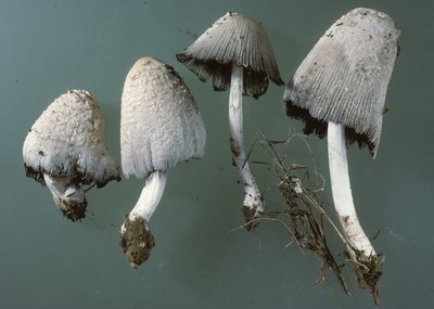 Coprinopsis_stangliana_WU_13882_Goggendorf_1995-06-17_Kopie.jpg (101.21 KiB) 57668 mal betrachtet Coprinopsis stangliana Goggendorf, Foto Hausknecht