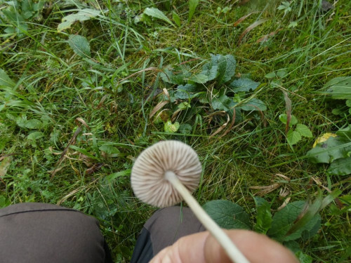 Entoloma indutoides var. pleurocystidiatum (5).jpeg
