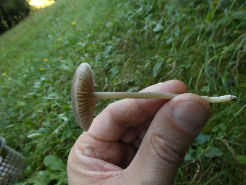 Entoloma indutoides var. pleurocystidiatum.jpeg