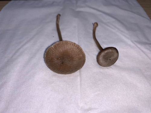 Entoloma indutoides var. pleurocystidiatum (7).jpg