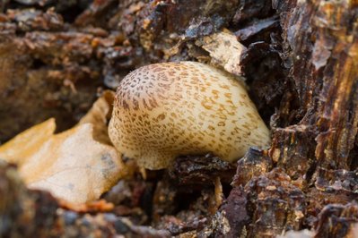 Coprinopsis spelaiophilus 1-2.jpg