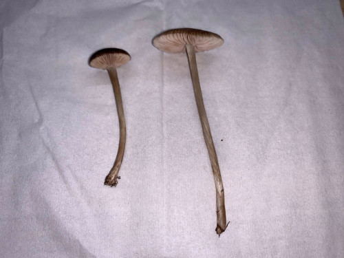 Entoloma indutoides var. pleurocystidiatum (5).jpg