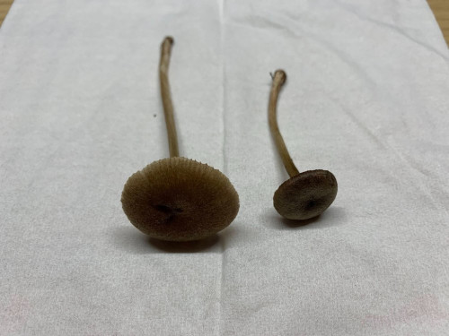 Entoloma indutoides var. pleurocystidiatum (4).jpg