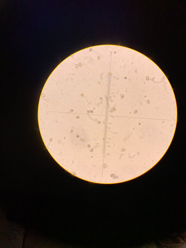 Sporen 400x