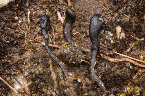 as_Hemileucoglossum littorale agg.jpg