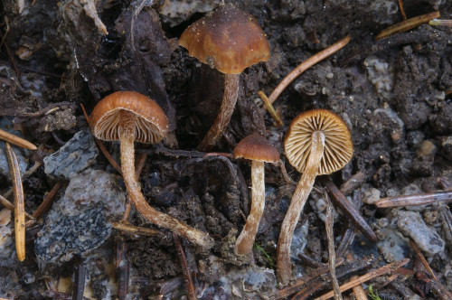 ag_Galerina_embolus_s_auct.jpg