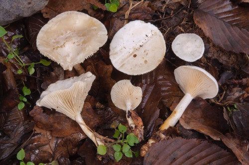 ag_Hygrophorocybe_nivea.jpg