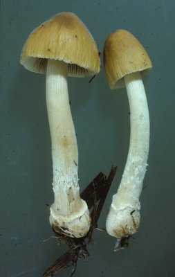 Conocybe_hornana_WU_6203_HS1613_Doberndorf_1987-08-13_Toni.jpg