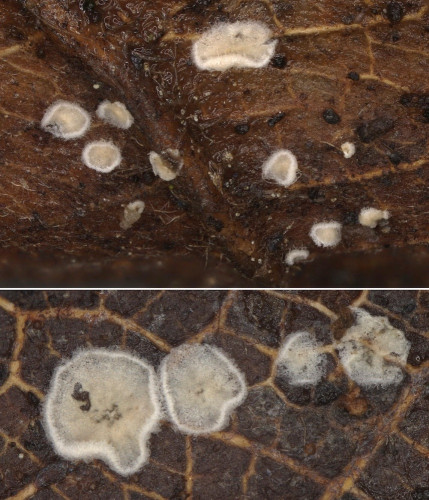 ag_Crep pallidus.jpg