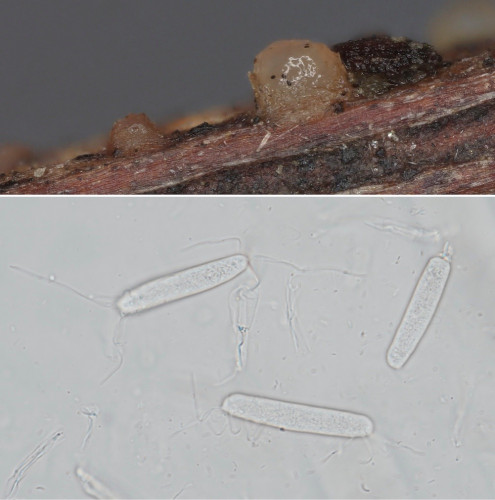 so_Efibulobas albescens.jpg