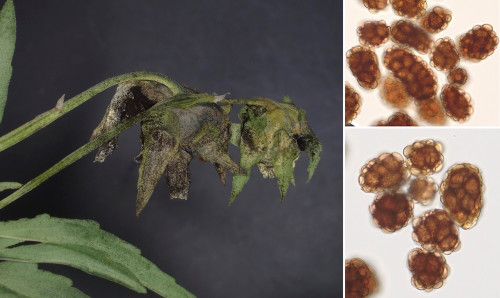so_Uromyces kmetiana.jpg