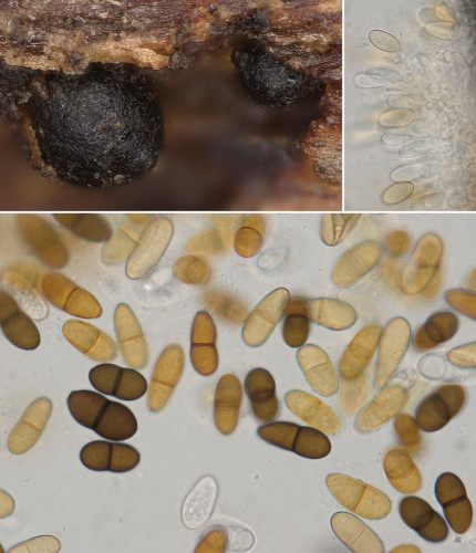 rub_as_Diplodia rubi.jpg