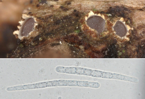 rub_as_Karstenia idaei.jpg