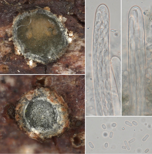 rub_as_Schizo compositum HFF.jpg