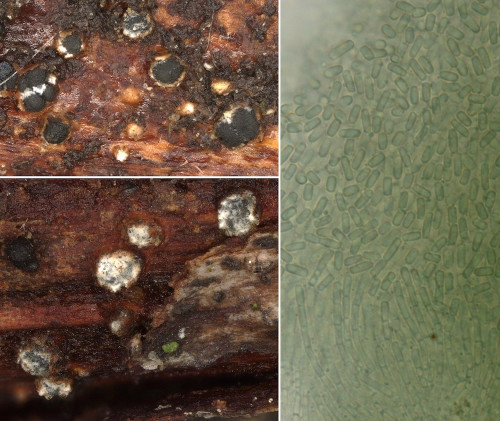 rub_as_Schizo compositum NFF.jpg