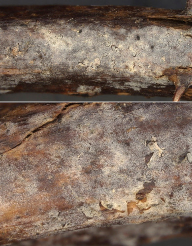 rub_cor_Aphanob albidum.jpg