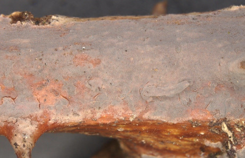 rub_cor_Pen cinerea.jpg