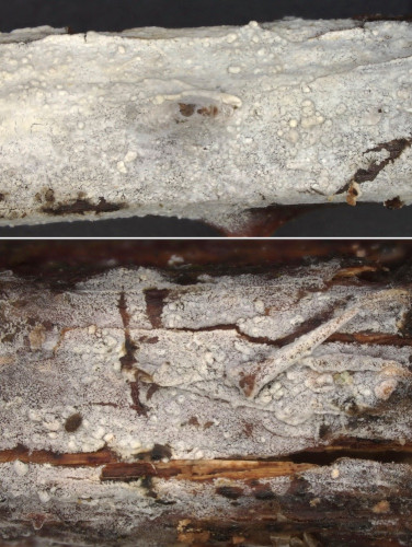 rub_cor_Res furfuraceum.jpg