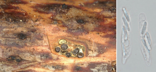 as_Cytospora_ceratosperma.jpg