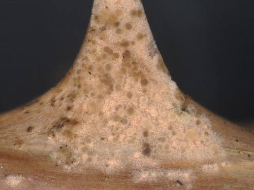 het_Phaeotremella_cf_simplex.jpg