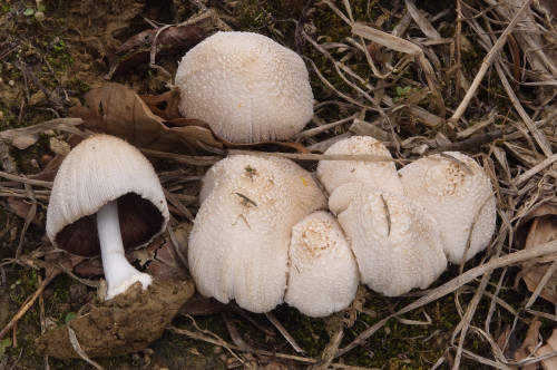 ag_Coprinellus_domesticus.jpg