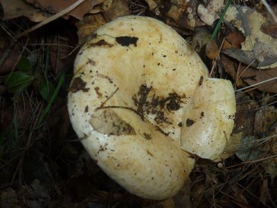 P1250672_Lactarius illyricus.JPG